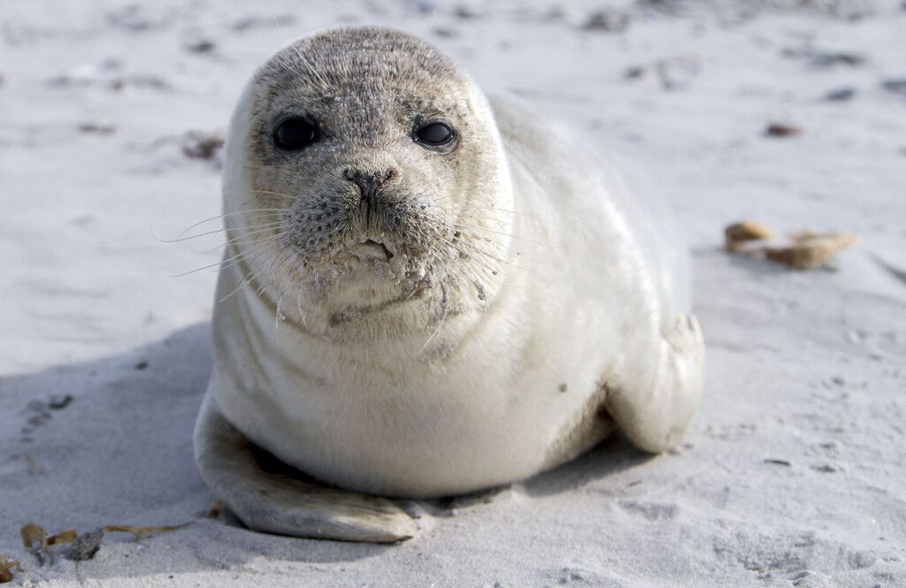 Nachwuchs im Wattenmeer: Rekord bei Kegelrobbengeburten