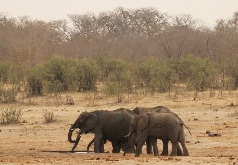 Die Zahl der Elefanten in Afrika ist stetig am Schrumpfen. Reuters