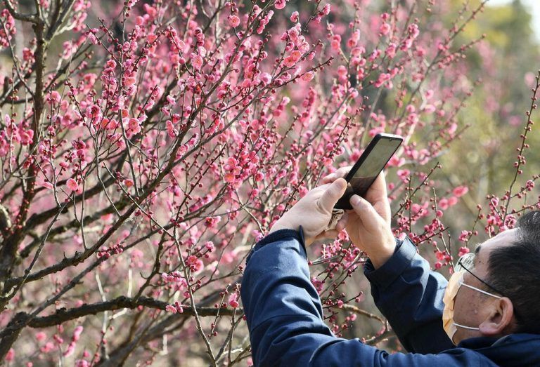 Ein Spaziergänger knipst die farbenfrohen Pflaumenblüten in Nanjing in der östlichen chinesischen Provinz Jiangsu. AFP