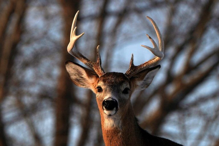 Ein Weißwedelhirsch blickt in Buffalo im US-Staat New York in die Ferne. Die Hirschart ist in Nordamerika weit verbreitet. Reuters