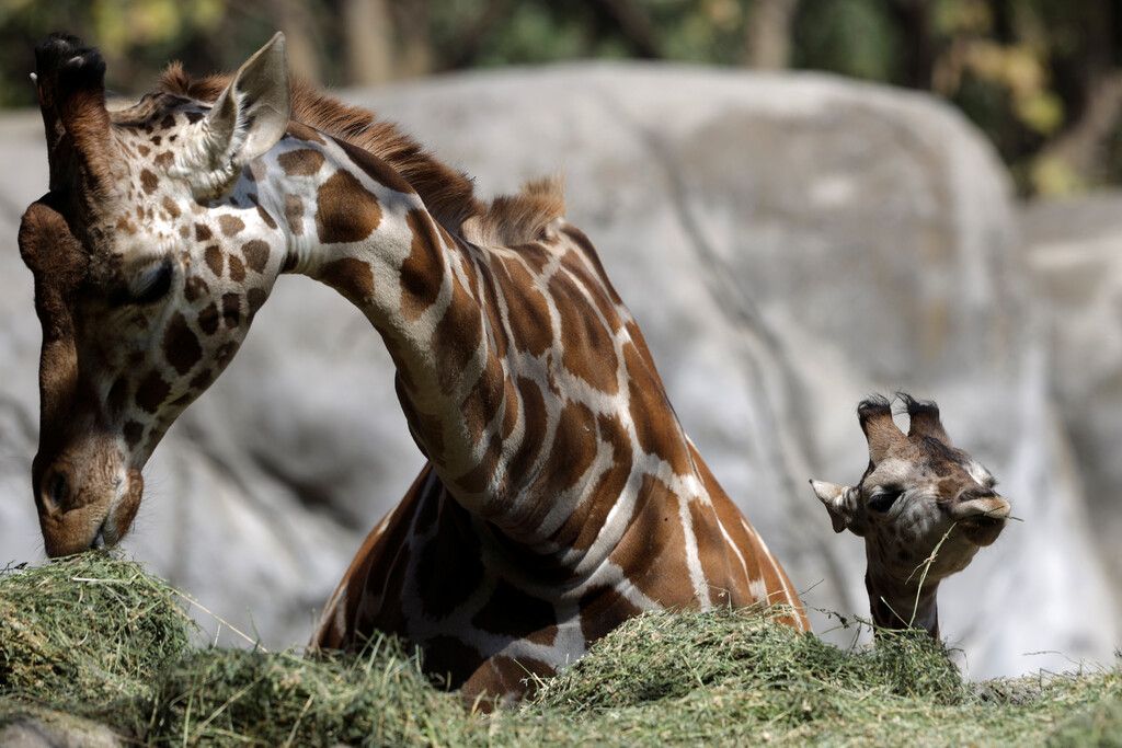 Mama ist ein Vorbild