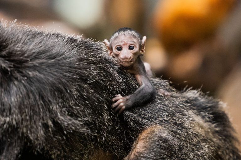 An Mama geklammert