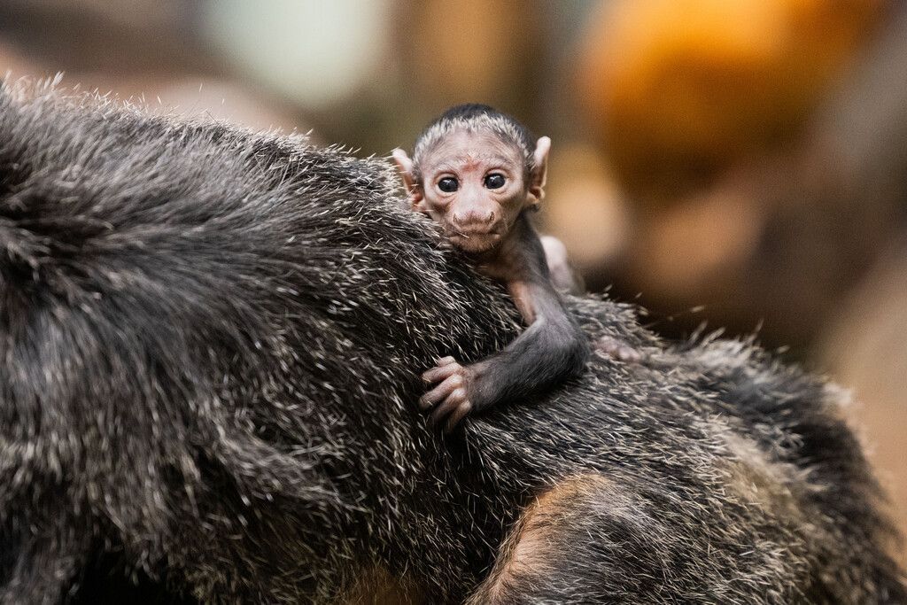 An Mama geklammert