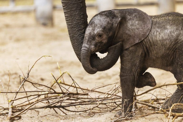 Kleiner Elefant