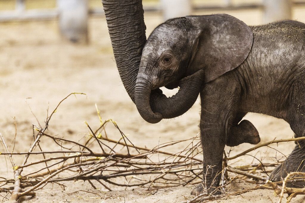 Kleiner Elefant