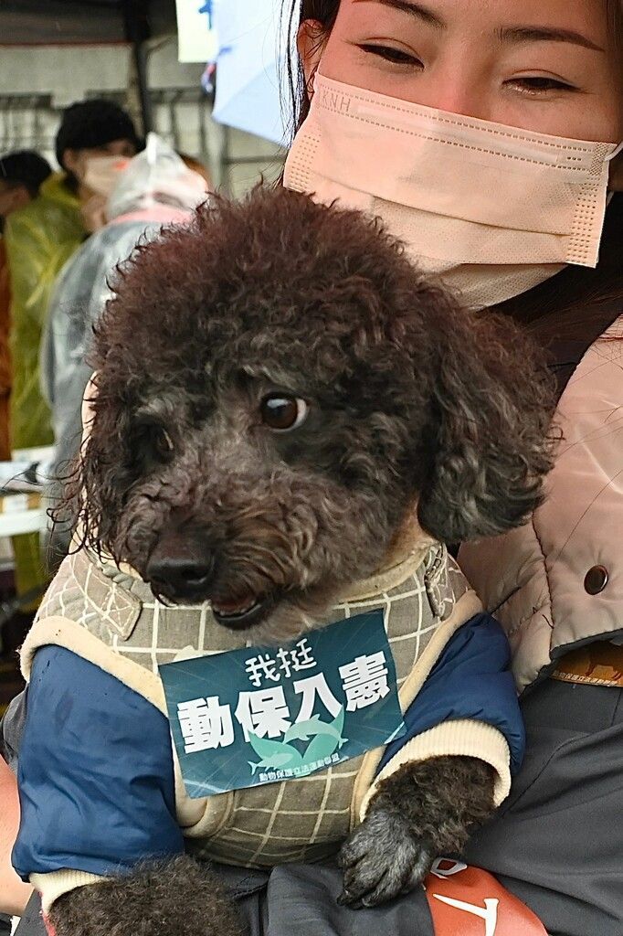 In Taiwan protestierten Aktivisten am Sonntag für eine Stärkung des Tierschutzes. Sie forderten bessere Gesetze. AFP