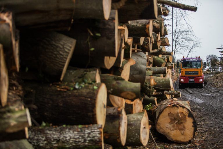 Insgesamt wurden rund 100 Bäume gefällt. VN/Steurer