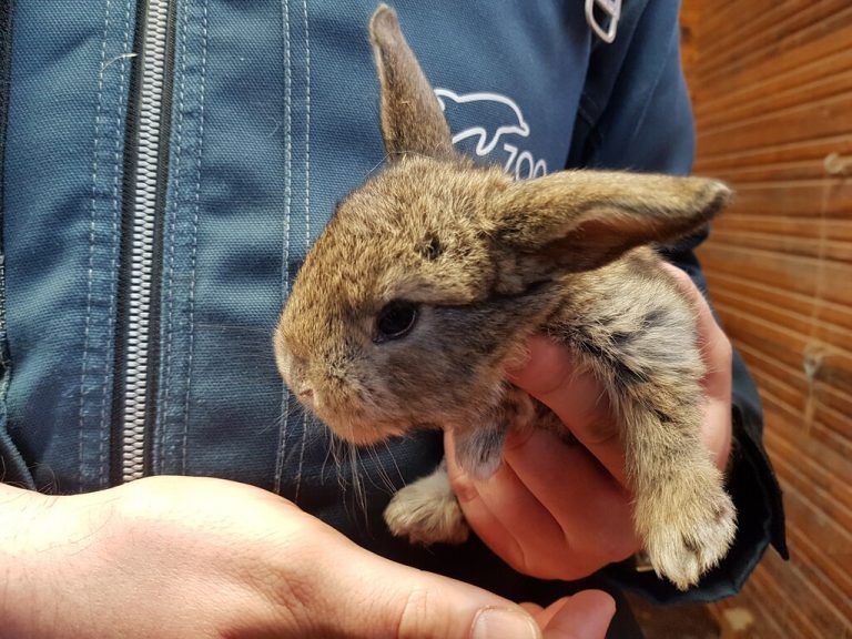 Meißner Widder zählen zu den bedrohten Haustierrassen. Zoo Duisburg