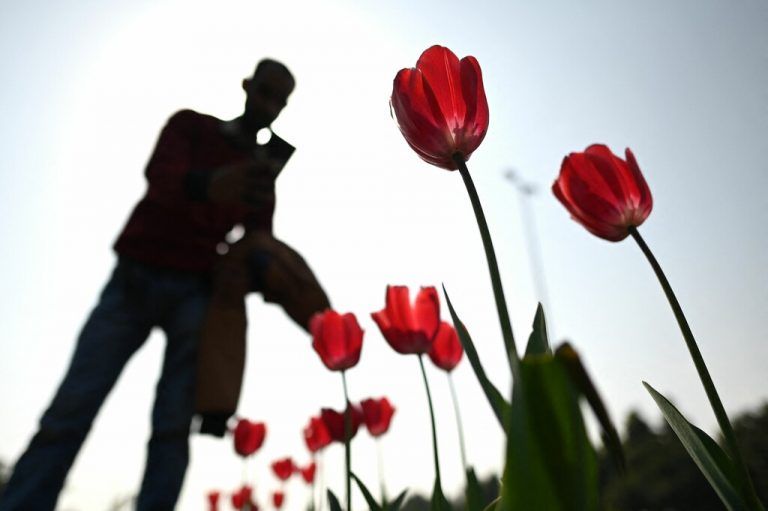 Rote Tulpen, die am Rand einer Straße wachsen, werden von einem Mann im indischen Neu-Delhi mit dem Smartphone fotografiert. AFP