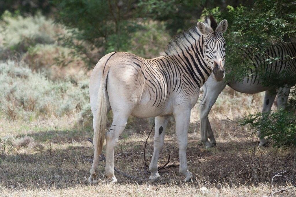 Zebra ohne Streifen
