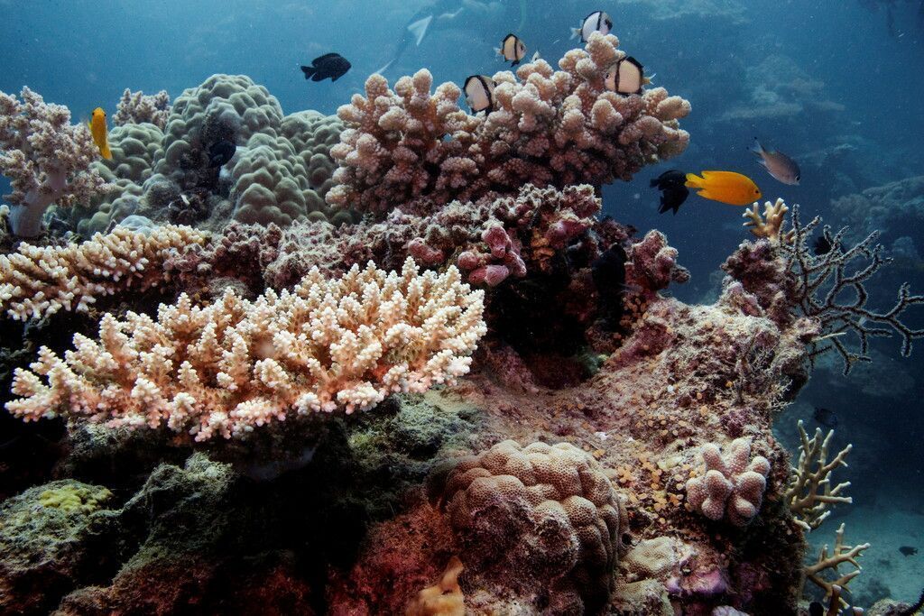 Great Barrier Reef erneut von Korallenbleiche bedroht