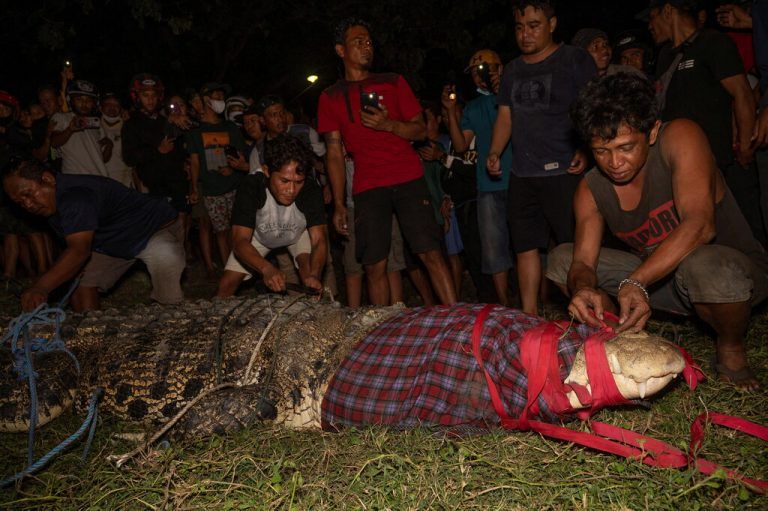 Um es zu beruhigen, wurde dem Krokodil der Kopf abgedeckt. Reuters