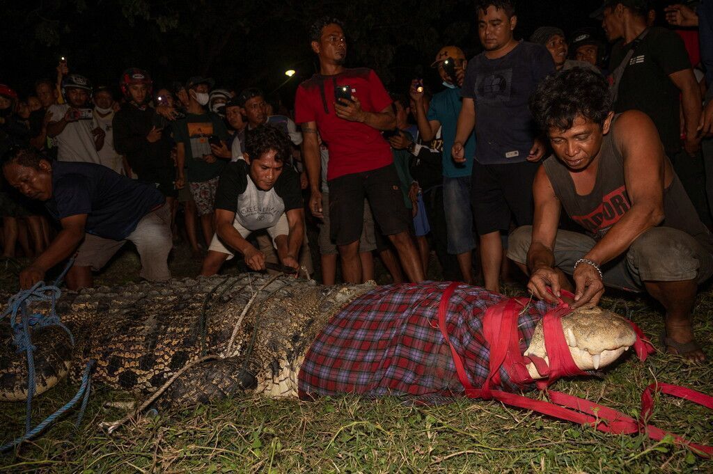Indonesisches Krokodil nach sechs Jahren von Reifen befreit