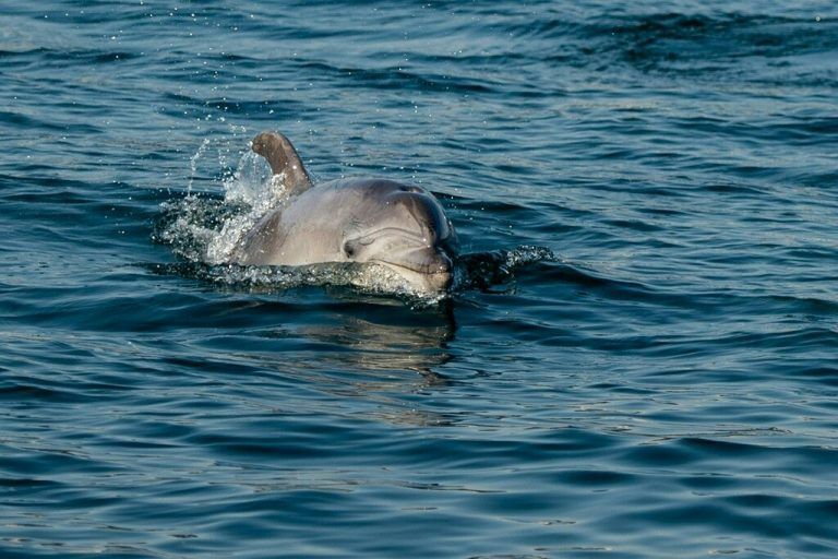 Viele Delfine landen als Beifang in Fischernetzen. AFP