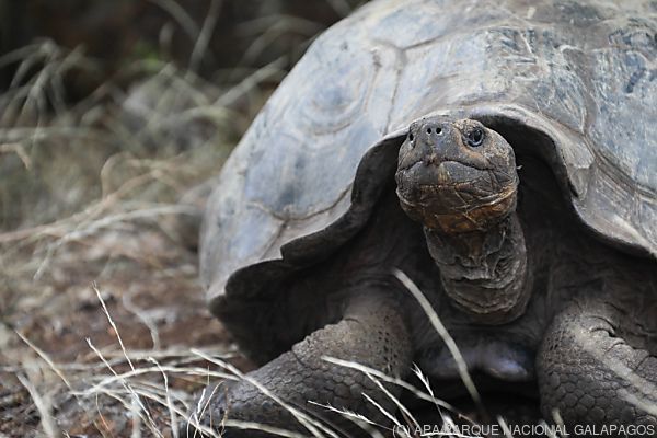 Neue Riesenschildkröten-Art auf Galapagos-Inseln entdeckt