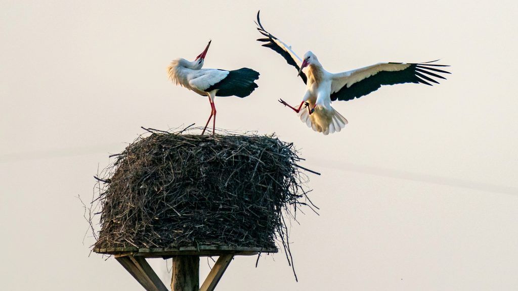 Warum Storch Max nicht an denselben Ort im Süden flog wie Bruder Alwin