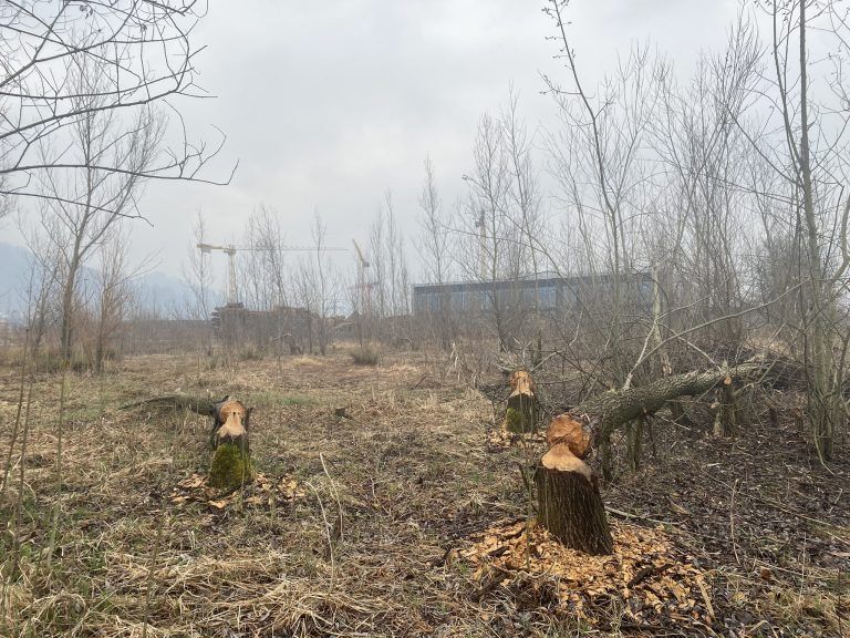 Von der L200 aus schwer zu übersehen: geschlagene Bäume auf dem Betriebsgrundstück, charakteristisch für einen Biber. <span class="copyright">VN/RAUch</span>