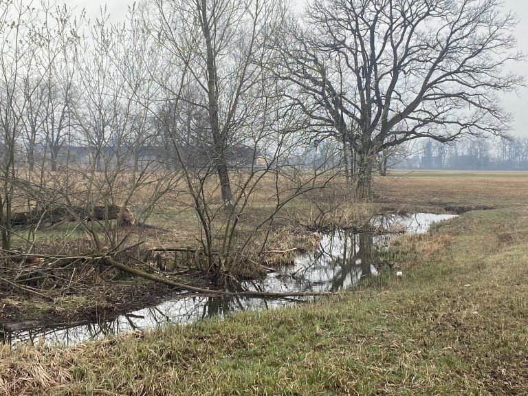 150 Meter weiter östlich staut sich das Wasser. Eine Biberburg benötigt Wassertiefen von über einen halben Meter, um den Eingang zu schützen. <span class="copyright">VN/RAUch</span>