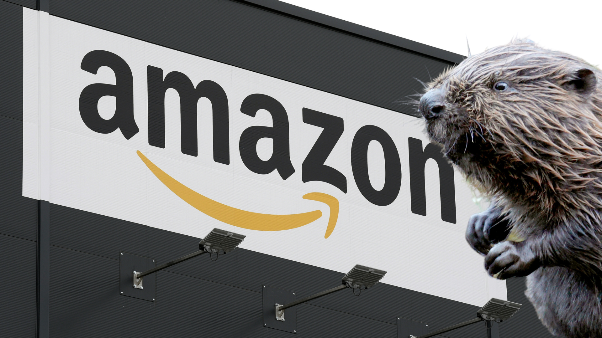 Biber nagt an Amazon-Plänen in Dornbirn