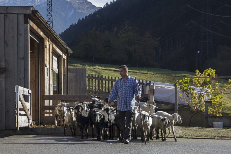 Martin Mathies vom Biohof Mathies in St. Gallenkirch und Kerstin Keßler vom Keßlerhof in Tschagguns haben sich zu einer gemeinsamen Präsentation auf dem Biohof Mathies entschlossen. „Auf unserem Hof ist die Besonderheit der heimischen Nutztierrassen vom Montafoner Steinschaf bis zum Montafoner Braunvieh hautnah erlebbar. Bei uns wohnen ebenso Esel und Hühner. Wir erklären gerne alles, was mit Landwirtschaft zu tun hat“, erläutert Martin Mathies. „Außerdem bieten wir für hungrige Gäste Rindfleischburger vom Montafoner Braunvieh sowie Grillwürste vom Montafoner Steinschaf aus eigener Landwirtschaft.“ Martin Mathies