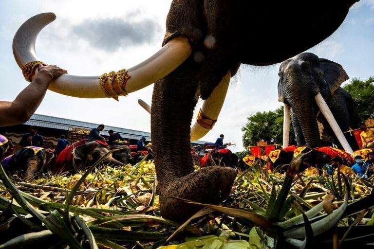 Am Tag des Elefanten bekommen diese Dickhäuter im Nong Nooch Tropical Garden in Pattaya, Thailand, ein Buffet aus Früchten und Gemüse. RTS
