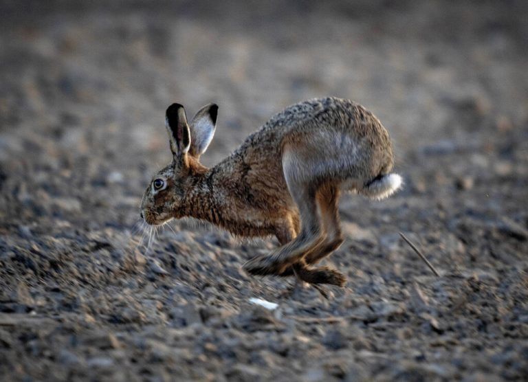Auf einem Feld außerhalb von Frankfurt am Main hoppelt in den frühen Morgenstunden ein Hase seines Weges. AP