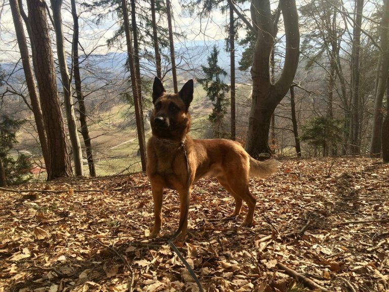 Polizeihund Sam fasst jungen Einbrecher