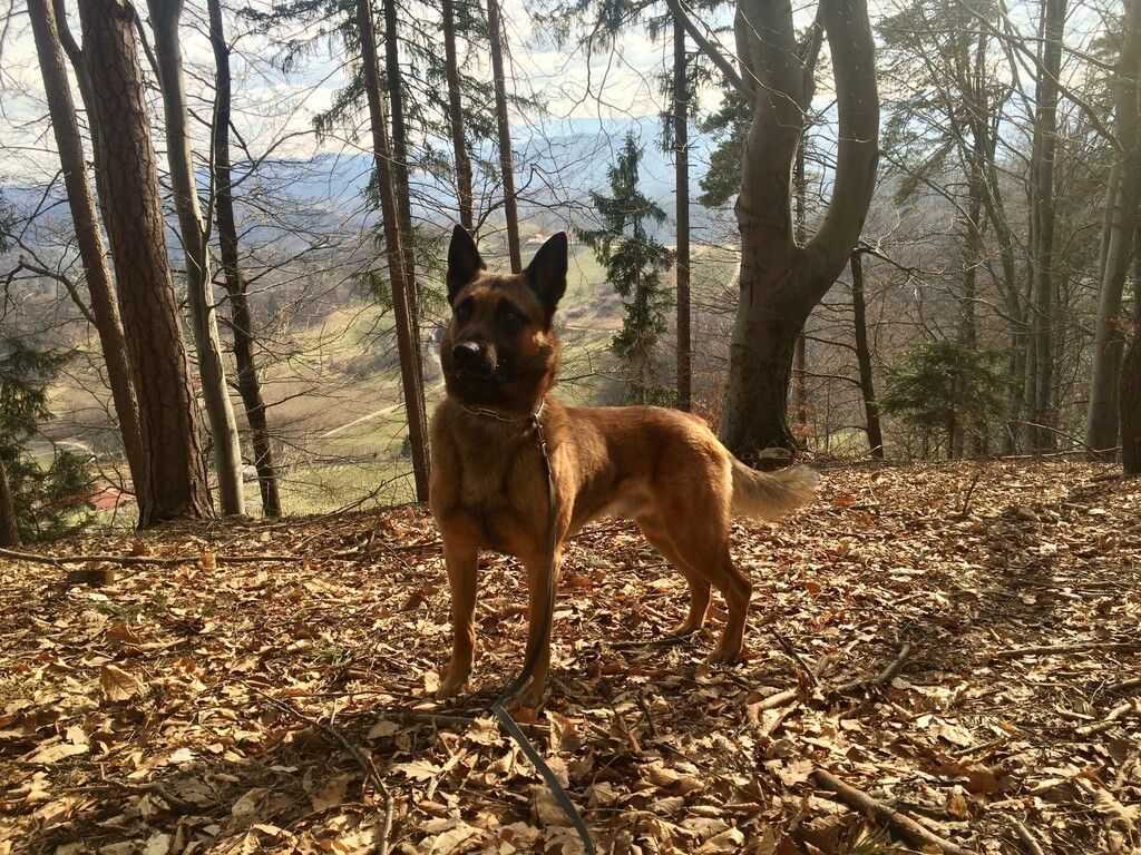 Polizeihund Sam fasst jungen Einbrecher