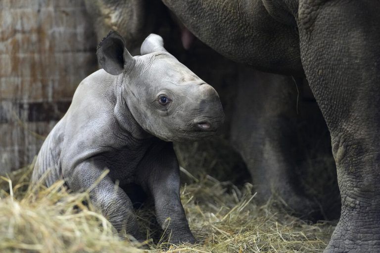 Das kleine Spitzmaulnashorn ist knapp zwei Wochen alt. AP