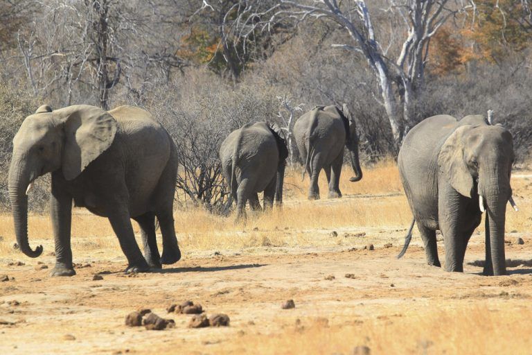 Das Washingtoner Artenschutzabkommen (Cites) sieht explizit für Namibia vor, dass Elefanten nur in Artenschutzprojekte innerhalb Afrikas exportiert werden dürfen. AP