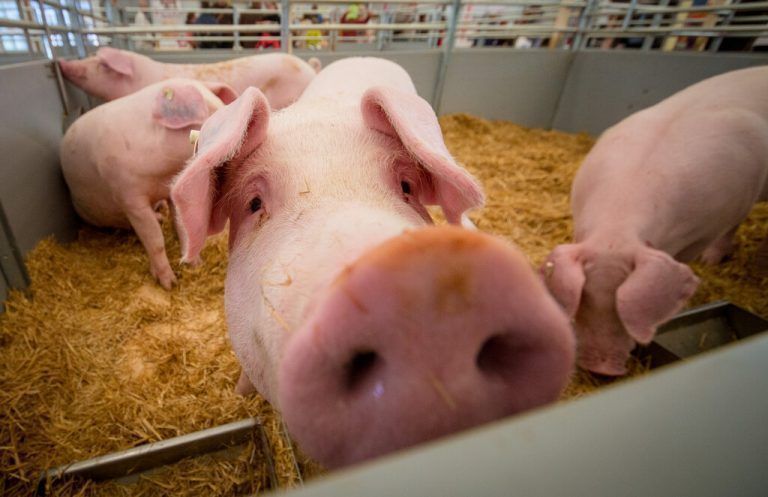 Der Algorithmus soll für verbesserten Tierschutz der Nutztiere sorgen. apa