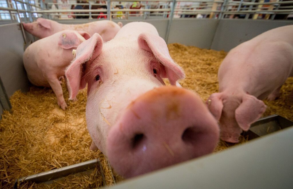 Glückliche Schweine grunzen kürzer und konstanter