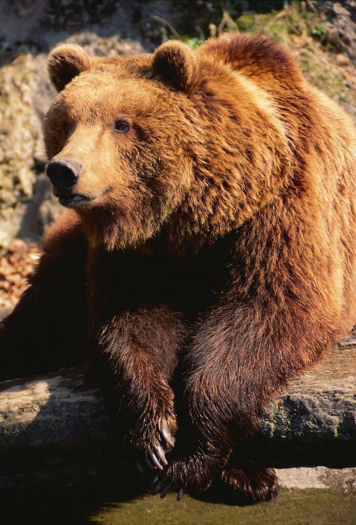 &#8220;Problembär&#8221; in den Abruzzen eingefangen