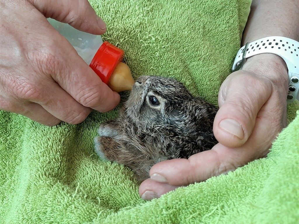 Feldhasenbabys werden aufgepäppelt
