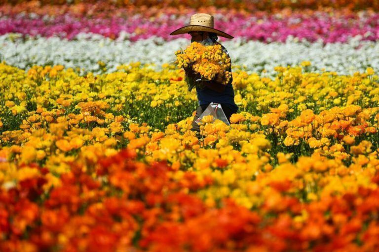 Ein Arbeiter trägt einen Strauß, nachdem er auf den Blumenfeldern der Carlsbad Ranch, Kalifornien, riesige Ranunkeln gepflegt hat. AFP