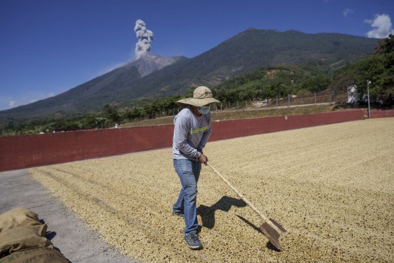 Ein Arbeiter wendet auf einer Farm bei San Juan Alotenango in Guatemala Kaffeebohnen in der Sonne, während der Feuervulkan Asche spuckt. AP