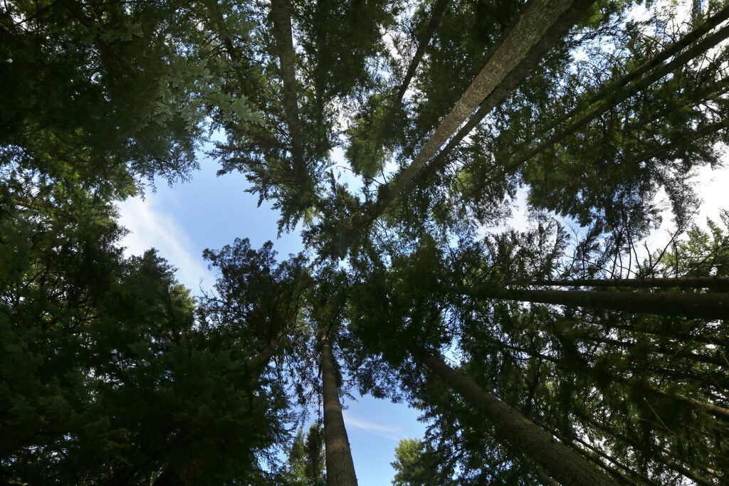 Wald reagiert mit verstärktem Wurzelwachstum auf Erwärmung