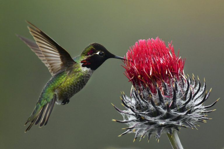 Ein Kolibri sammelt am erster Frühlingstag in der nördlichen Hemisphäre in Kalifornien Nektar. AP/Fajardo