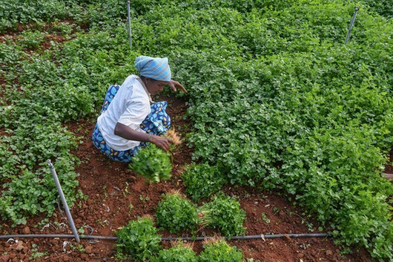 Eine Farmerin pflückt auf einem Feld außerhalb der indischen Metropole Bangalore frischen Koreander. AFP
