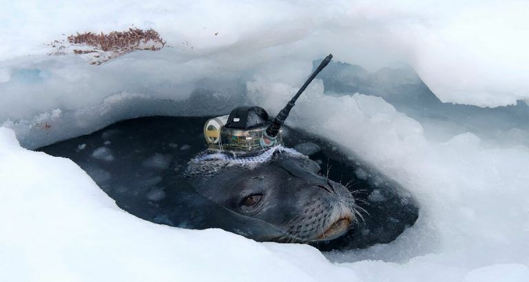 Eine Weddellrobbe soll mit einem Hightechgerät Gewässer unter der dicken Eisdecke in der Antarktis zu untersuchen. Reuters