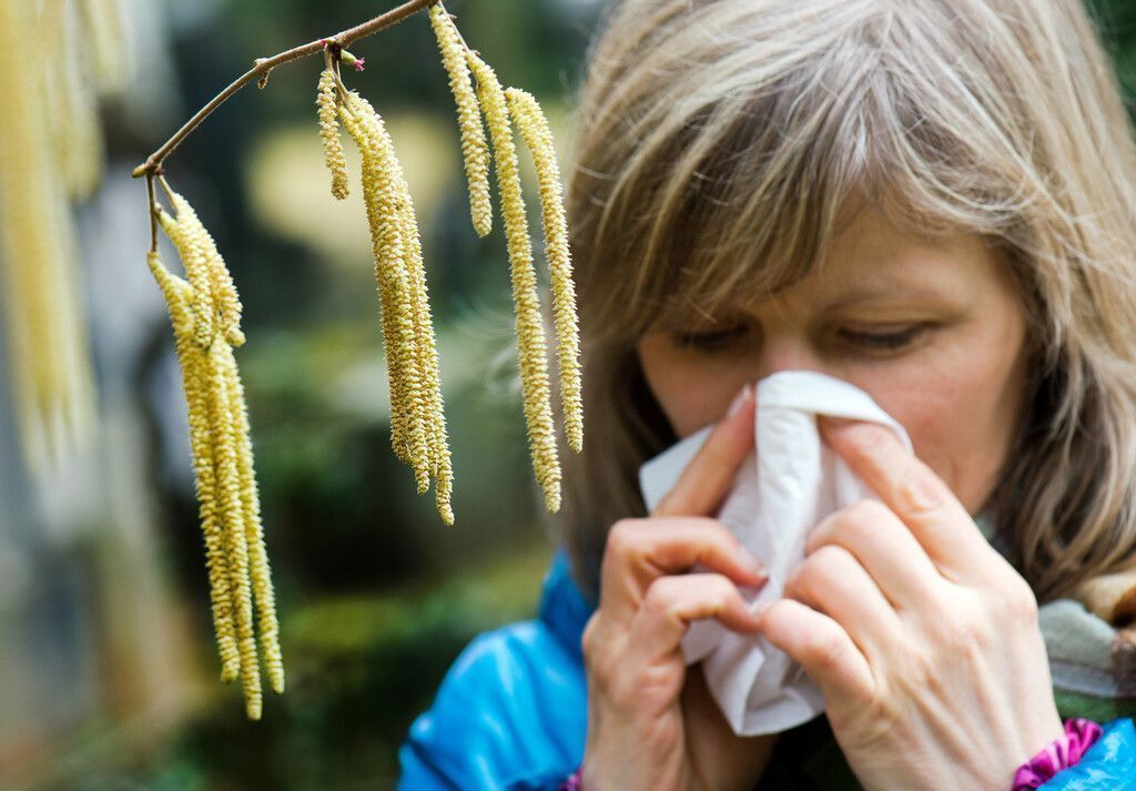 Schlechte Aussichten für Pollenallergiker