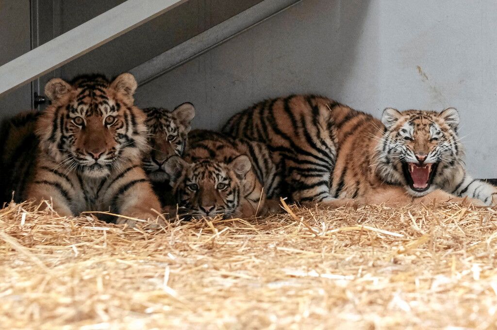 Tigerfamilie evakuiert