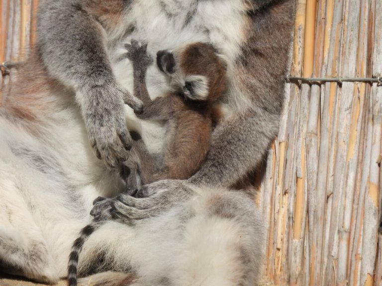 An Mama geschmiegt