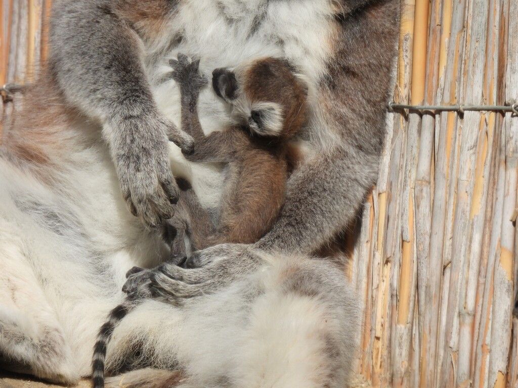 An Mama geschmiegt