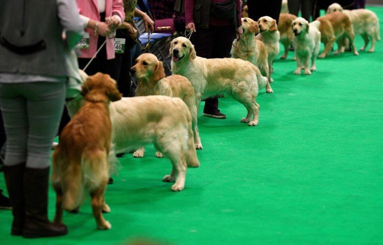 Golden Retriever nehmen an der Crufts Hundeschau im National Exhibition Centre in Birmingham, England, teil. AFP