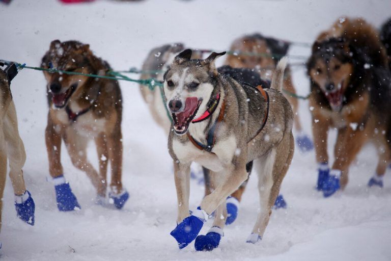 Gutes Schuhwerk kann nicht schaden: Das Iditarod in Alaska ist mit 1850 Kilometer das längste Hundeschlittenrennen der Welt. Reuters/Kerry Tasker