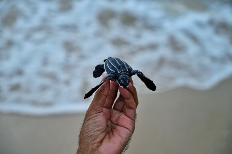 In Aceh, einer indonesischen Provinz an der Nordwestspitze der Insel Sumatra, schlüpfen die Wasserschildkröten. AFP/Chaideer Mahyuddin