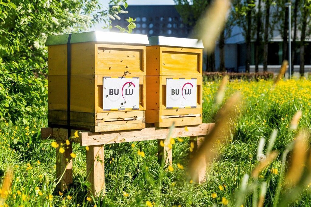 Die BuLu lässt die Bienen fliegen