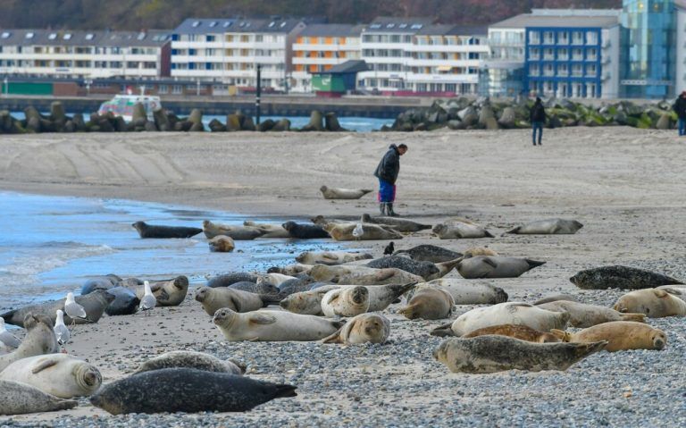 In langen Reihen liegen die Tiere am Strand. Um das Naturschauspiel zu verfolgen, kommen jedes Jahr zahlreiche Besucher nach Helgoland. afp