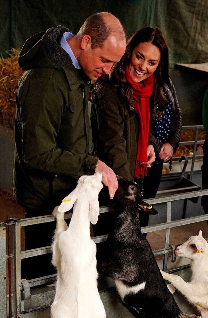 Prinz William und seine Frau Kate besuchen bei Abergavenny (Wales) eine Ziegenfarm, die lokale Käseproduzenten mit Milch versorgt. AFP